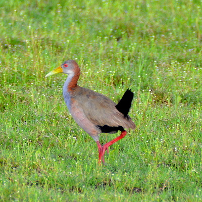 Grey - Necked Wood Rail